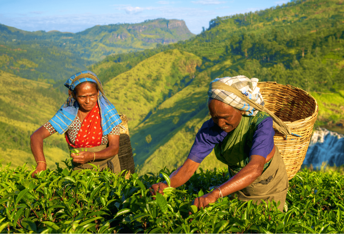 Sri Lanka workers