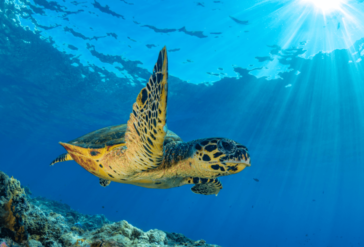 Top 8 Places To See Sea Turtles | Holiday Hypermarket