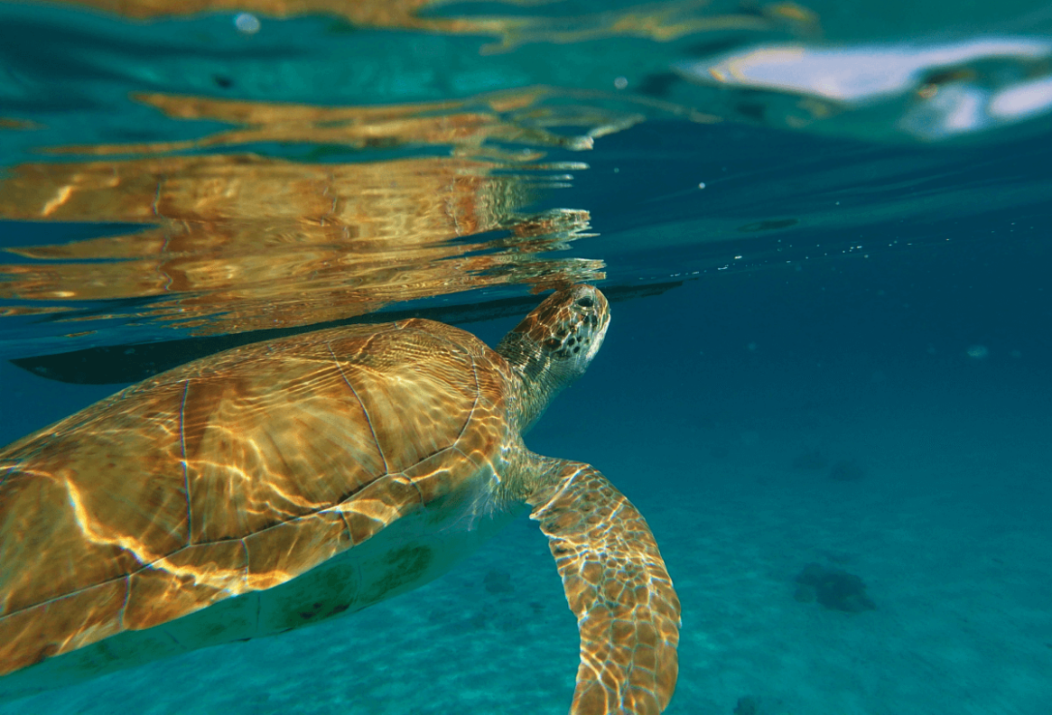 Top 8 Places To See Sea Turtles | Holiday Hypermarket