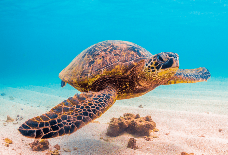 Top 8 Places To See Sea Turtles | Holiday Hypermarket